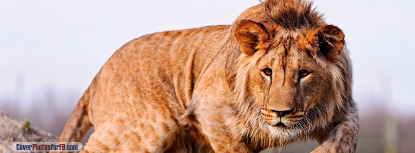 Male Lion Cover Photo