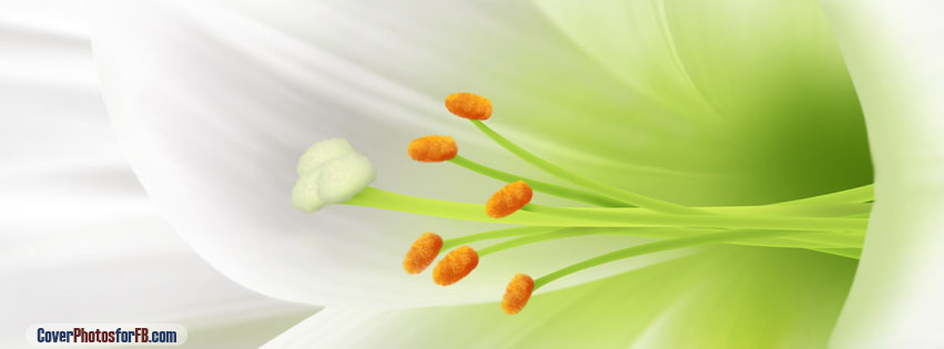 White Lily Easter Flower Cover Photo