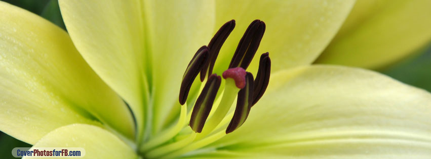 White Lily Macro Cover Photo