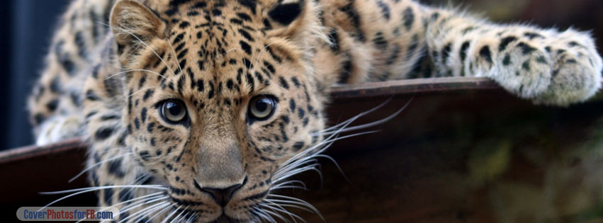 Leopard Ready To Attack Cover Photo
