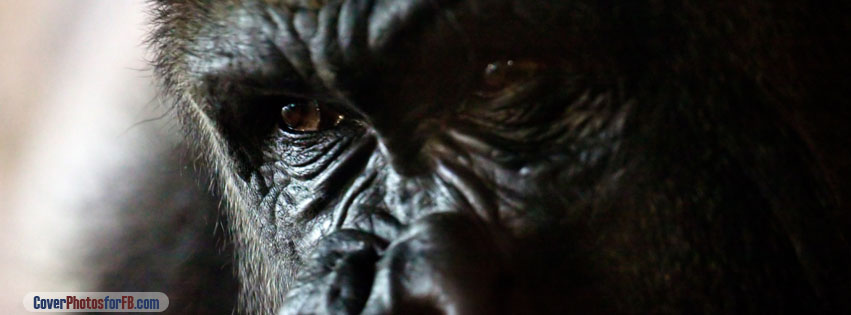 Gorilla Portrait Cover Photo