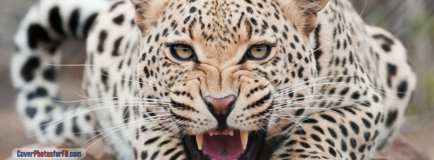 Snarling Leopard Cover Photo