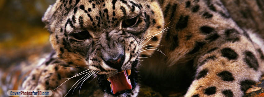 Angry Cheetah Cover Photo