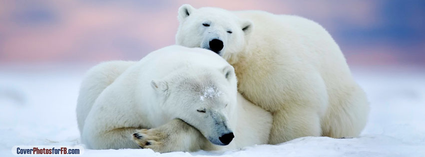 Alaska Two White Bears Cover Photo
