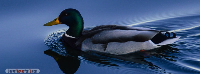 Mallard Duck On Lake Cover Photo