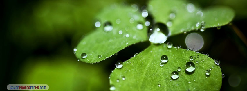 Rain Drop Clover Cover Photo