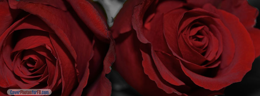 Dark Red Roses Cover Photo