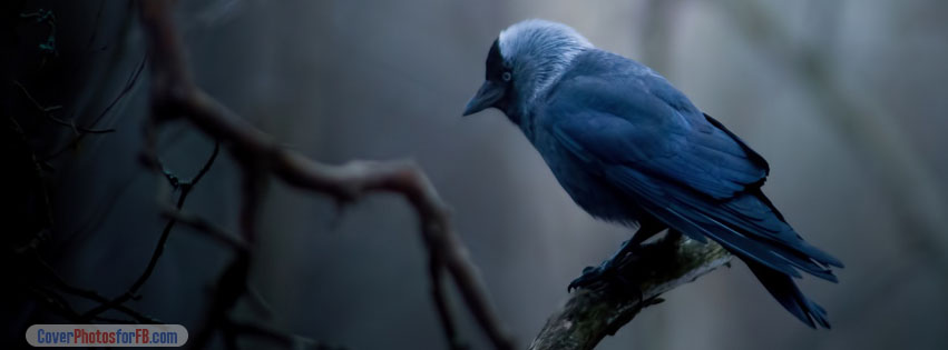 Jackdaw On Tree Branch Cover Photo