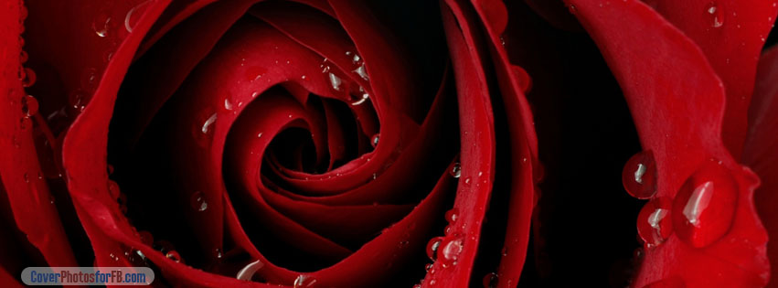 Red Rose Cover Photo