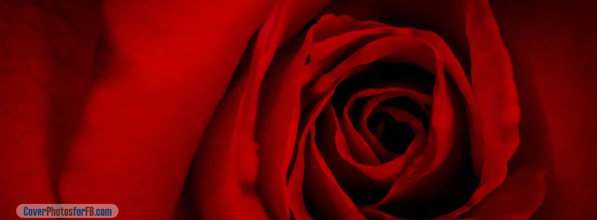 Red Rose Valentines Day Cover Photo