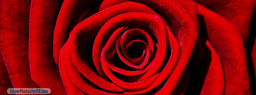 Single Red Rose Cover Photo