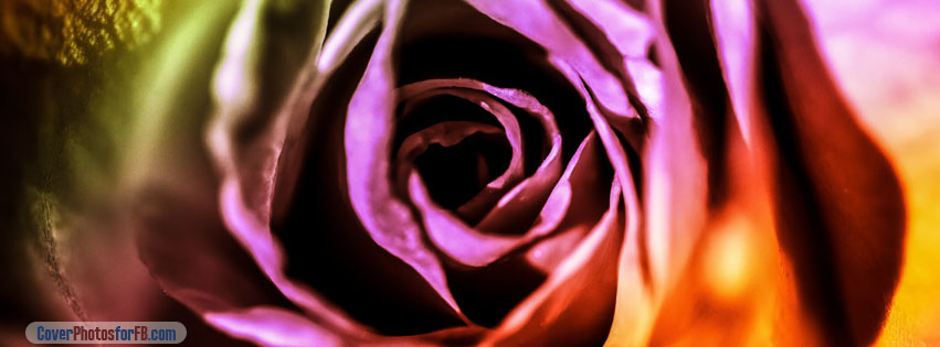 Colorful Valentine Rose Cover Photo