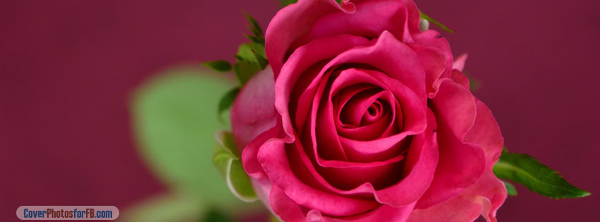 Valentines Day Pink Rose Cover Photo