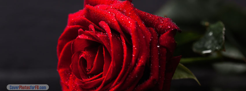Valentines Day Red Rose Cover Photo