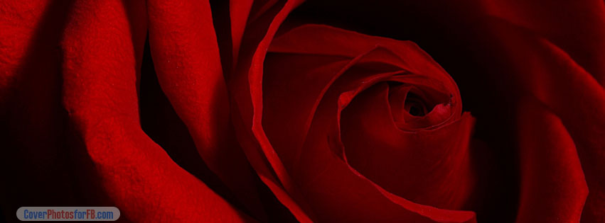Valentines Day Rose Cover Photo