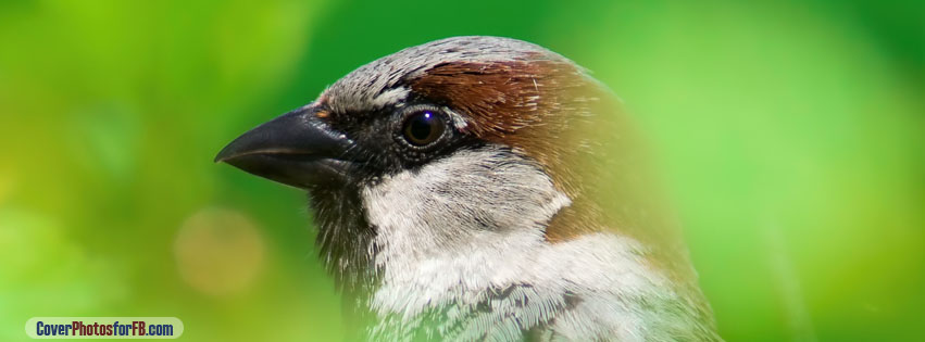 House Sparrow Cover Photo