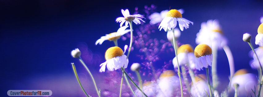 Beautiful Chamomile Flowers Cover Photo