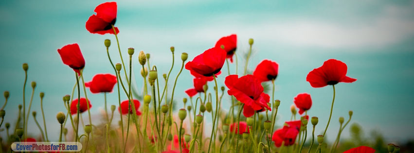 Beautiful Poppy Field Cover Photo