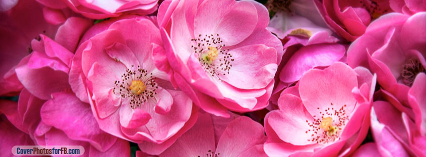 Beautiful Wild Roses Cover Photo