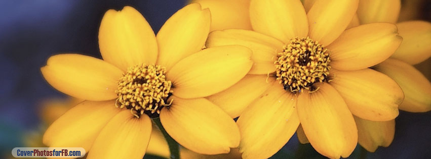 Beautiful Yellow Flowers Cover Photo