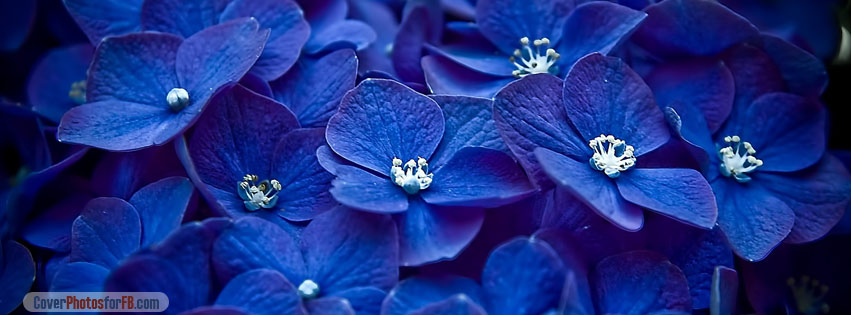 Blue Flowers Cover Photo