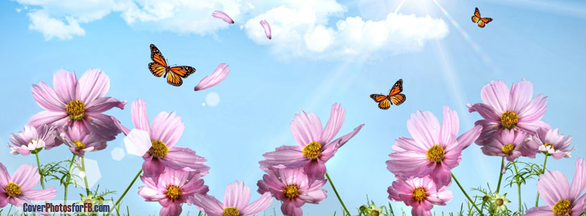 Butterflies And Cosmos Flowers Cover Photo