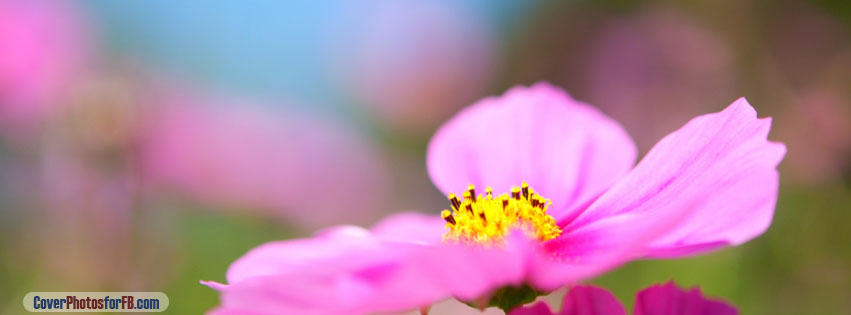 Cosmos Flower Cover Photo