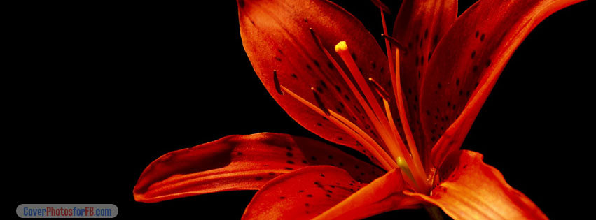 Red Flower Cover Photo