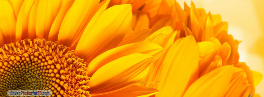 Golden Sunflowers Cover Photo