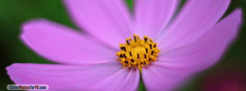 Pink Cosmos Flower Macro Cover Photo