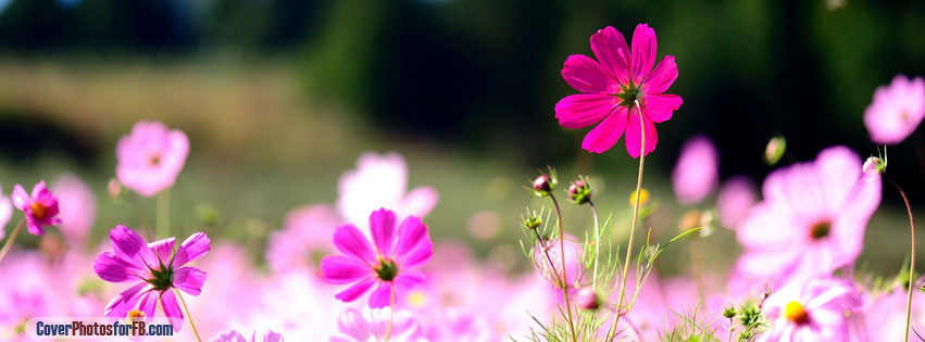 Pink Cosmos Flowers Cover Photo