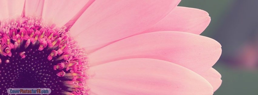 Pink Gerbera Daisy Cover Photo