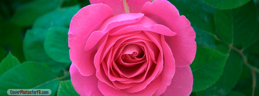 Pink Rose Cover Photo