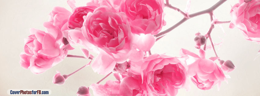 Pink Roses Flowers Cover Photo