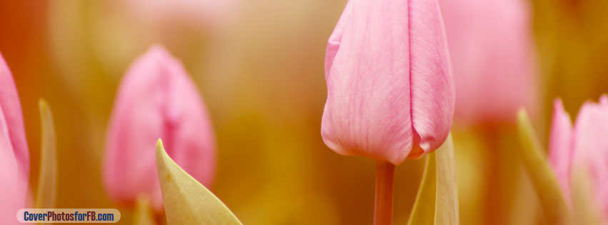 Pink Tulip Cover Photo