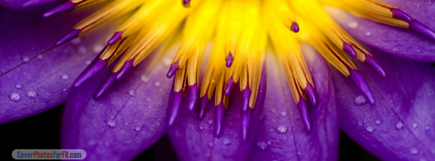 Purple And Yellow Petals Cover Photo