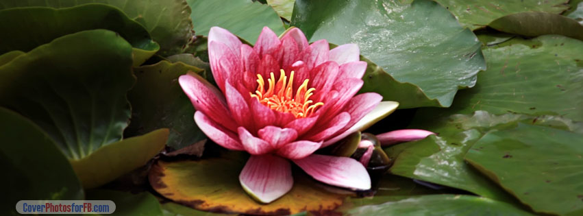 Red Lotus Resting On The Pond Cover Photo