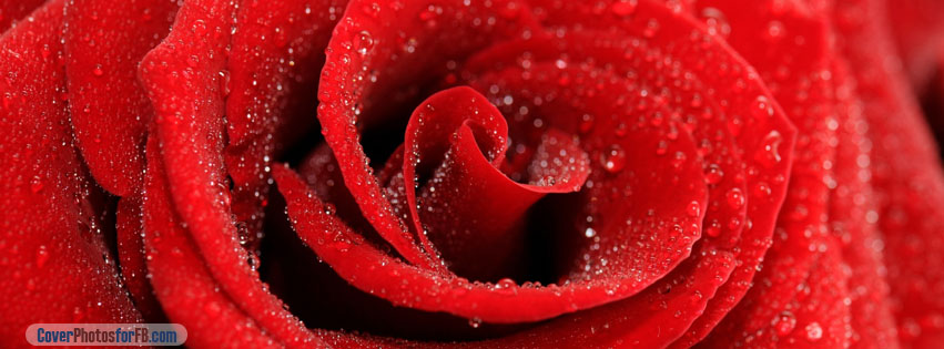 Red Rose Macro Cover Photo