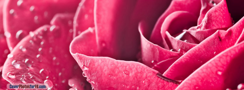 Rose Close Up Cover Photo