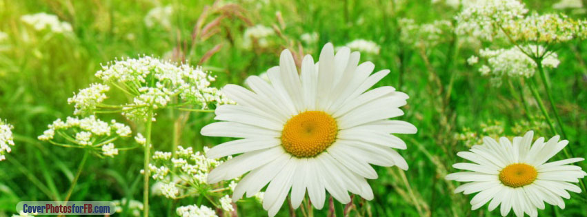 Summer Flower Field Cover Photo
