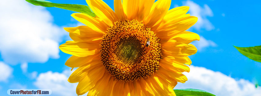 Sunflower Cover Photo