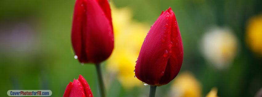Three Red Tulips Cover Photo