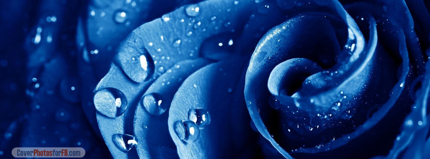 Wet Drops Blue Rose Cover Photo