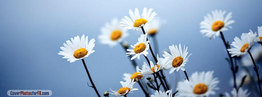 White Daisies Flowers Cover Photo