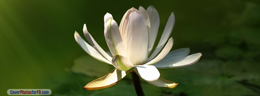 White Lotus Flower Cover Photo