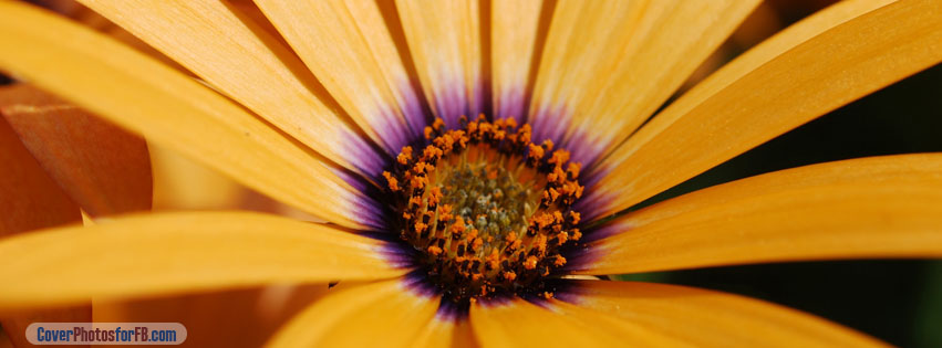 Yellow Daisy Close Up Cover Photo
