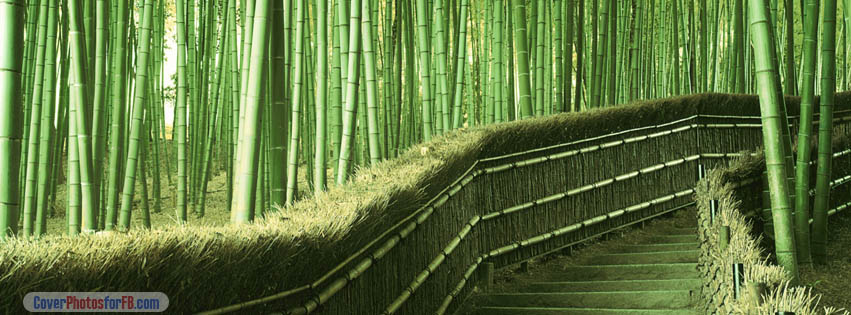 Bamboo Forest Path Way Cover Photo