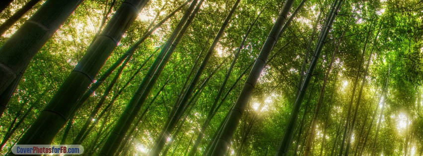 Bamboo Forest Cover Photo