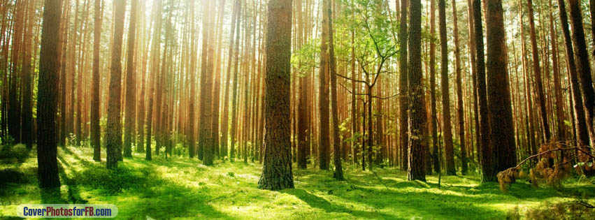 Beautiful Forest Scenery Cover Photo