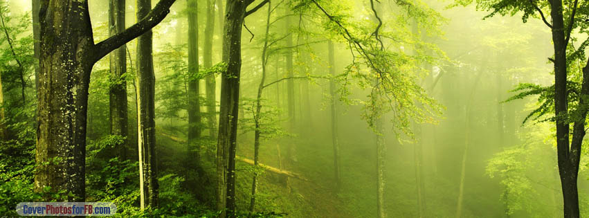 Beautiful Green Forest Cover Photo